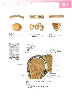 Sobotta Atlas of Human Anatomy  Head,Neck,Upper Limb Volume1 2006, page 16